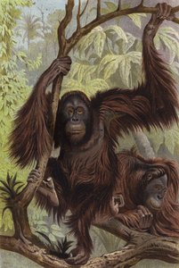 Orangutan